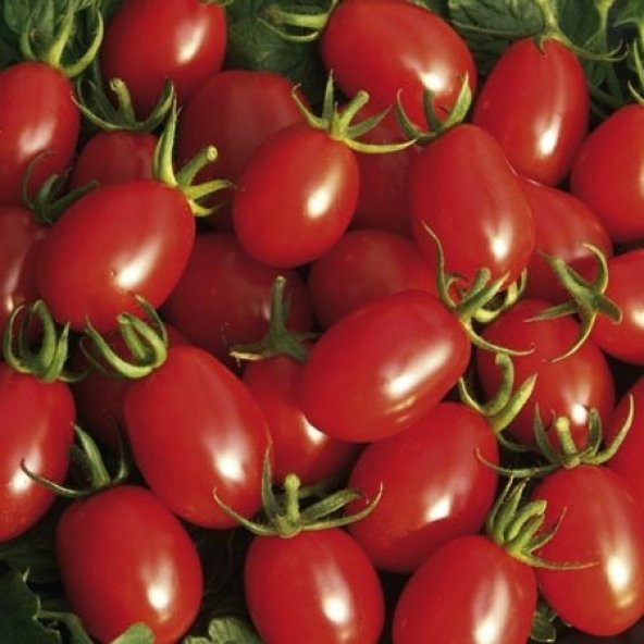 SAKSILIK ZEYTİN CHERRY DOMATES 25+tohum - 2