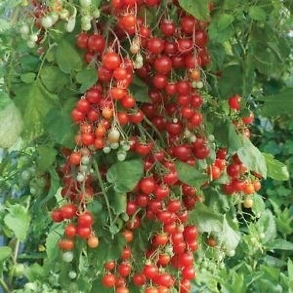 SALKIM CHERRY DOMATES(toprak ve saksı seti) - 2