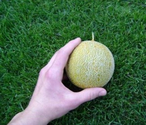 SAKSILIK MİNİK KOKULU KAVUN TOHUMU ürün görseli 1