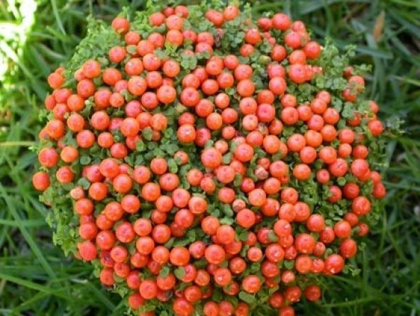 NERTERA *10 TOHUM ürün görseli 1