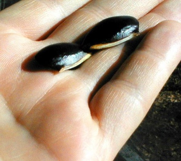 SAPODİLLA MEYVESİ TOHUMU - Resim 2