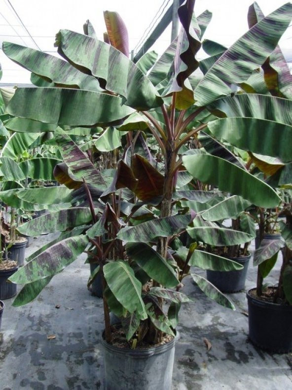 MUZ TOHUMU (Musa zebrina) - 2