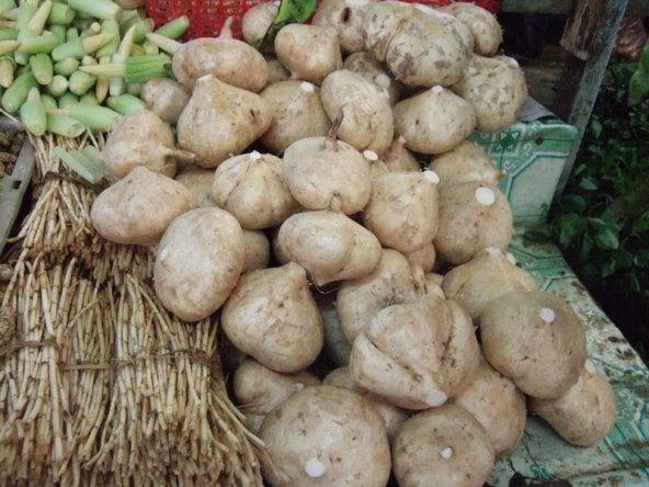 TATLI PATATES TOHUMU - 2