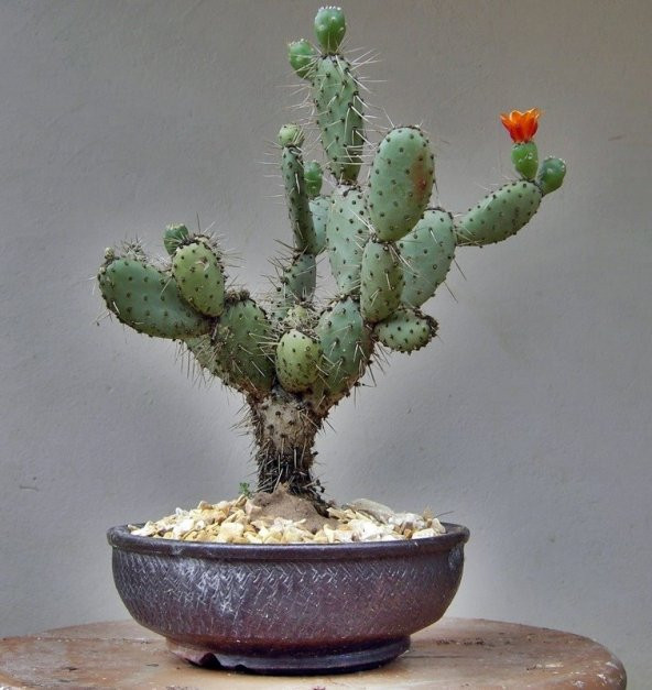 opuntia Hint inciri tohumu (Opuntia bonsai) ürün görseli 1