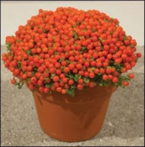 NERTERA *10 TOHUM - Resim 2