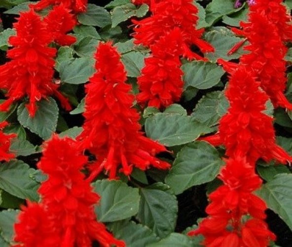 SALVİA RED ATEŞ ÇİÇEĞİ TOHUMU