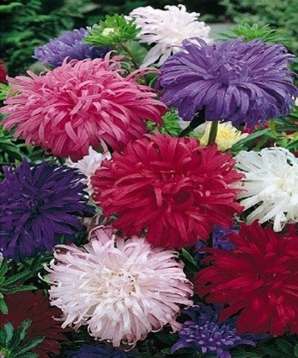 SARAY PATI ÇİÇEĞİ TOHUMU - Resim 2