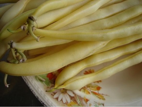 SARI FASULYE TOHUMU*(GOLDEN BEAN) ürün görseli 1