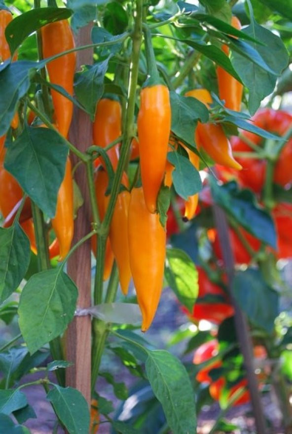 OROZCO TURUNCU CHİLİ BİBERİ 5 TOHUM ürün görseli 1