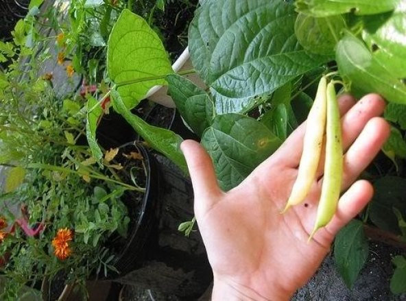 SARI FASULYE TOHUMU*(GOLDEN BEAN) - Resim 2