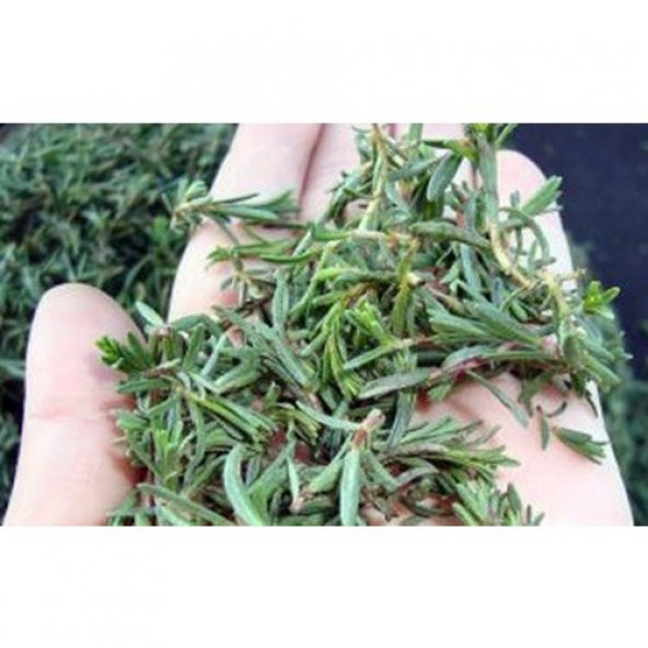 Tohhum Dağ Kekiği Tohumu [Tohhum Ev Bahçe] ürün görseli 1