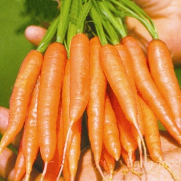 PARMAK HAVUÇ TOHUMU - Resim 2