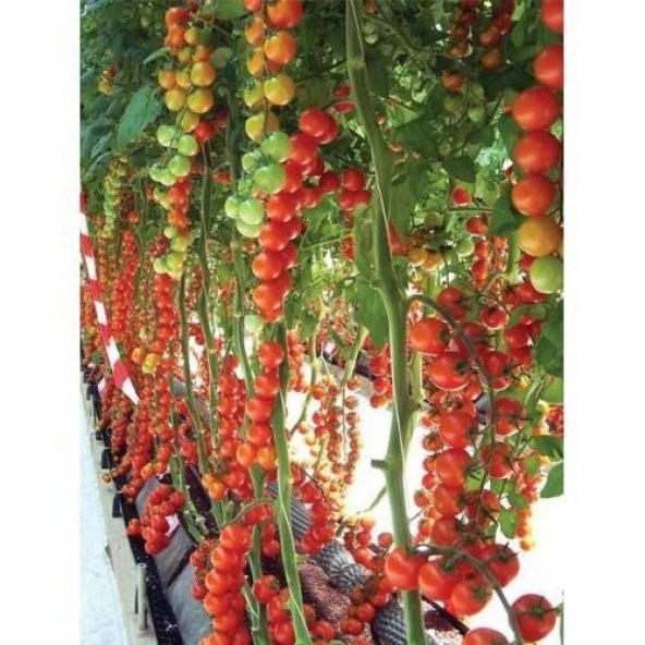 SIRIK CHERRY DOMATES* 25 TOHUM