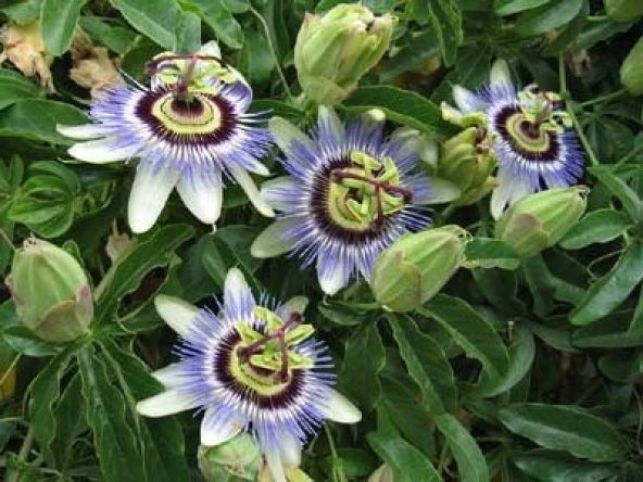 PASSİFLORA (SAAT ÇİÇEĞİ)* 5 ADET TOHUM - 2