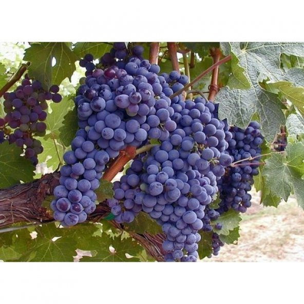 Tohhum Kara Üzüm Tohumu Tohhum Ev Bahçe ürün görseli 1