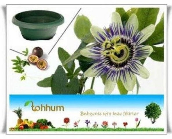 PASSİFLORA 5 ADET TOHUM+SAKSI+TOPRAK