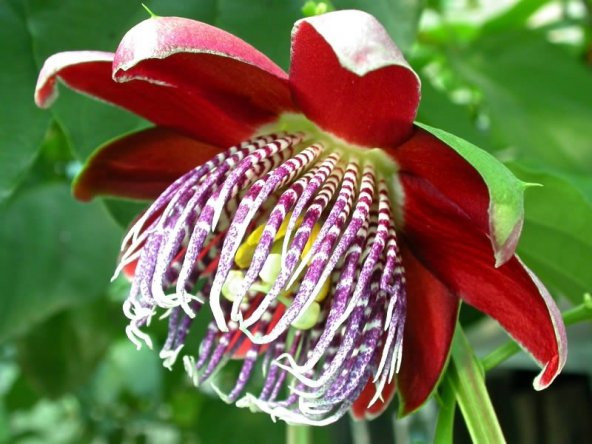 PASSİFLORA ALATA *5 ADET TOHUM - 2