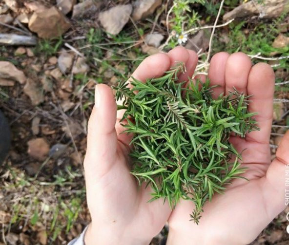 Tohhum Dağ Kekiği Tohumu, Saksı ve Toprak Seti - Resim 2