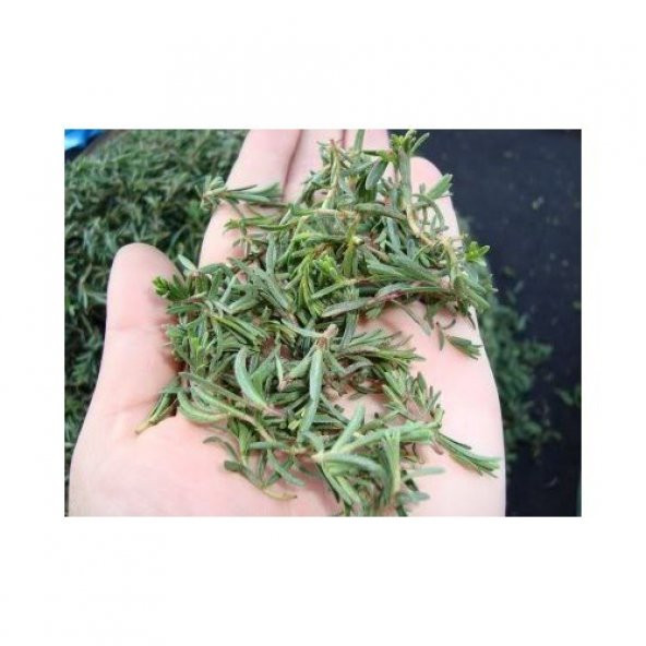 Tohhum Dağ Kekiği Tohumu [Tohhum Ev Bahçe] ürün görseli 1