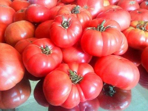 Tohhum ANKARA AYAS DOMATES TOHUMU ürün görseli 1