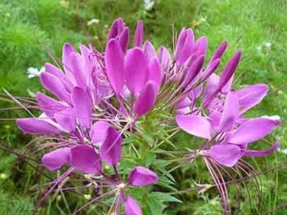 ÖRUMCEK ÇİÇEĞİ *(Cleome Spinosa) - 2