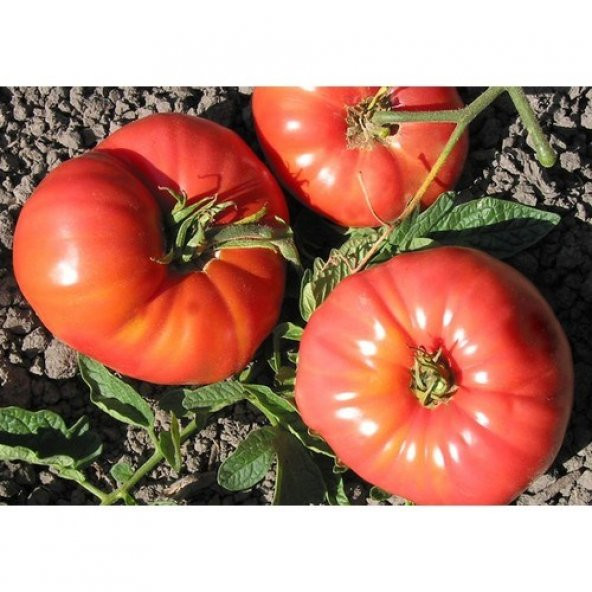 Tohhum Lübnan Ömer Domatesi (OmarS Lebanese) 15 Tohum