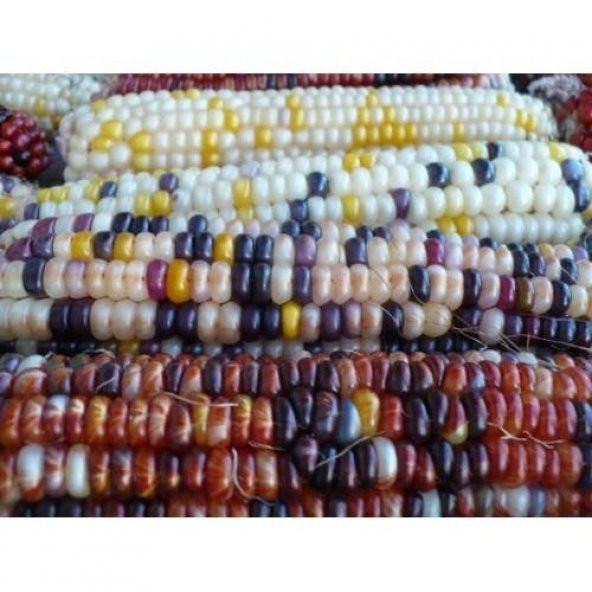 SİYAH & BEYAZ MISIR TOHUMU ürün görseli 1