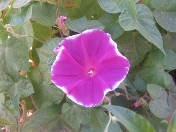 PEMBE SABAH SEFASI* 10+ TOHUM - Resim 2