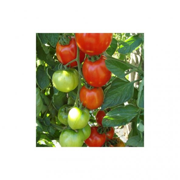 Tohhum Para Yapıcı Domates (Moneymaker) 10 Tohum ürün görseli 1