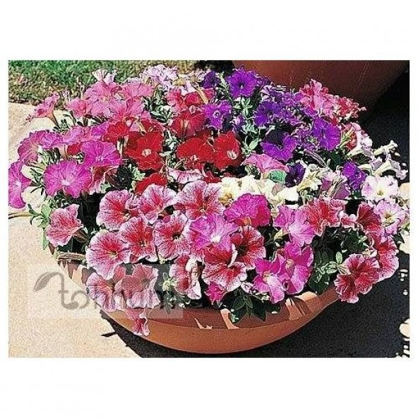 PETUNYA NANA COMPACTA * 100+TOHUM ürün görseli 1