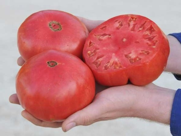 PONDEROSA DOMATES TOHUMU