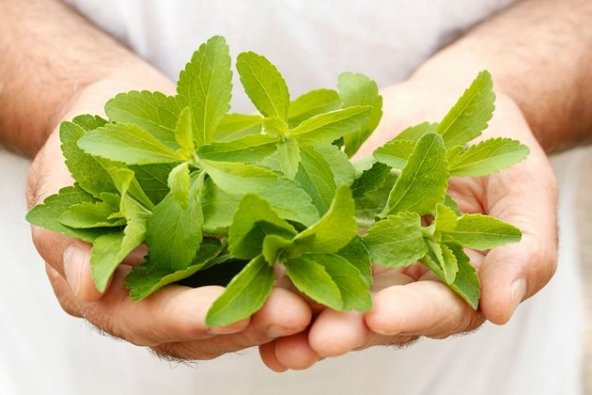 Stevia şeker otu tohumu saksı toprak seti
