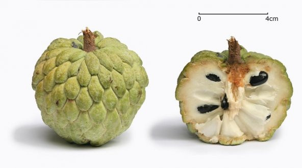 SUGARAPPLE 2 ADET TOHUM