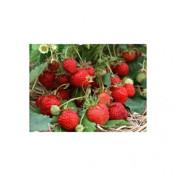 Tohhum Sarkan Yediveren Çilek Tohumu 25 Tohum - Resim 2