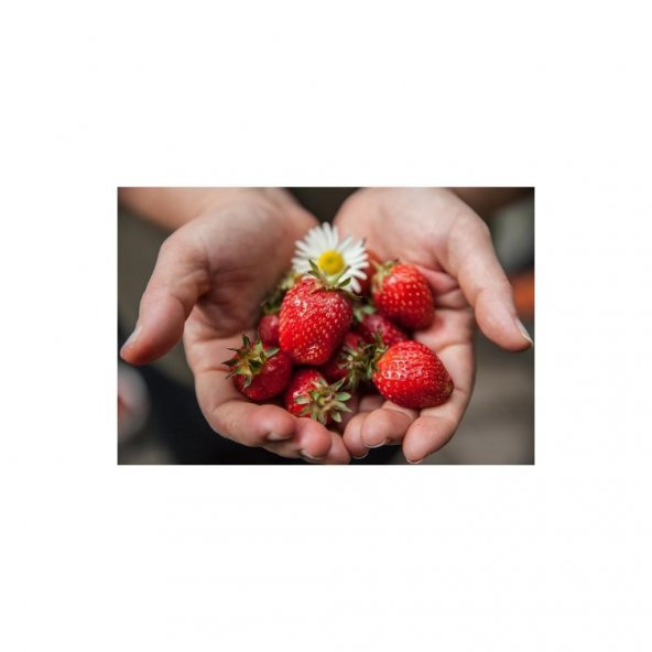 Tohhum Sarkan Yediveren Çilek Tohumu 25 Tohum - Resim 3