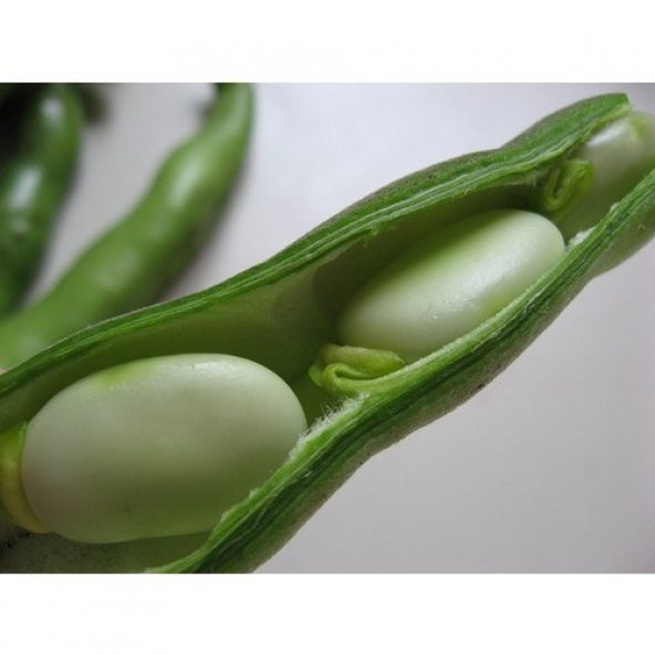 Tohhum Sakız Bakla Tohumu 10+ Adet Tohum [Tohhum Ev Bahçe] ürün görseli 1