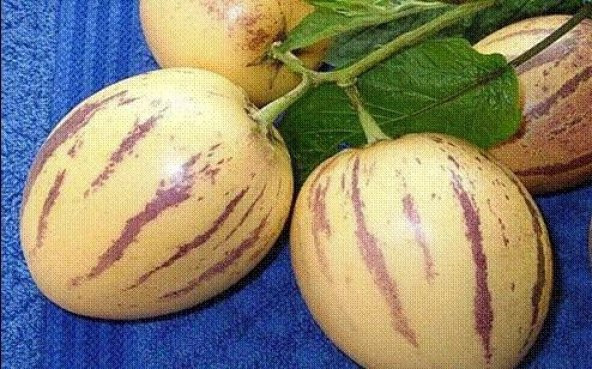 Tohhum Saksıya Uygun Pepino Tohumu - Resim 2