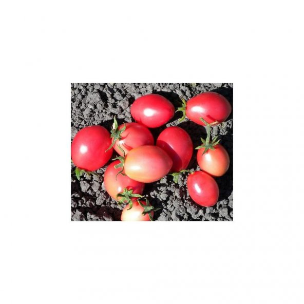 Tohhum Tayland Pembe Domates (Thai Sida Pink) 15 Tohum