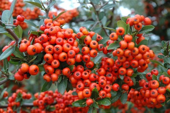 REDBERRY*(TAVŞAN ELMASI) 25+tohum ürün görseli 1