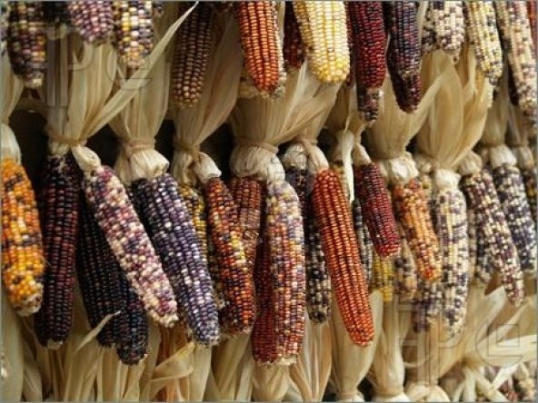 RENKLİ HİNT MISIRI *10 TOHUM - Resim 2