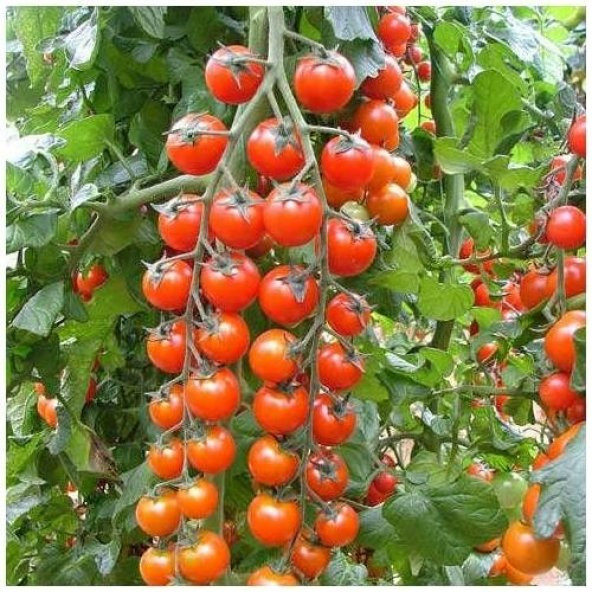 SÜPER SWEET CHERRY DOMATES TOHUMU ürün görseli 1