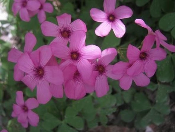 SÜS YONCASI TOHUMU 500+ TOHUM