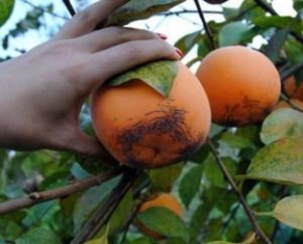 TRABZON HURMASI * 3 ADET TOHUM - Resim 2