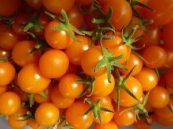 TURUNCU CHERRY DOMATES ürün görseli 1