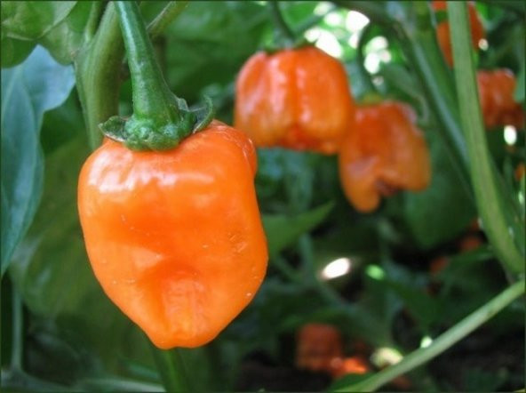 TURUNCU HABANERO BİBERİ TOHUMU ürün görseli 1