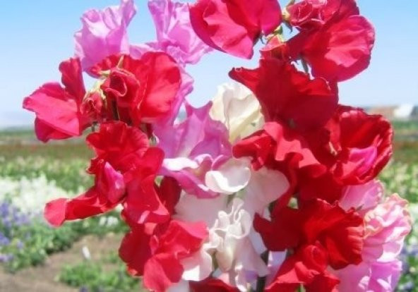 SWEET PEA *KARIŞIK RENKLİ YOĞUN KOKULU ÇİÇEK