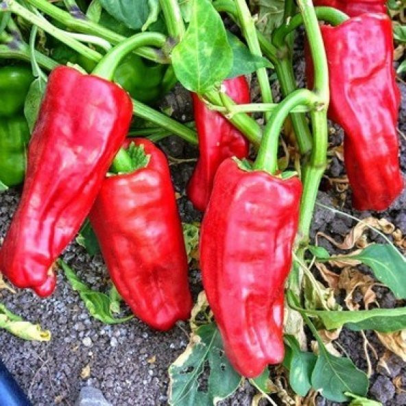 URFA İSOT ACI BİBER TOHUMU 25+ TOHUM