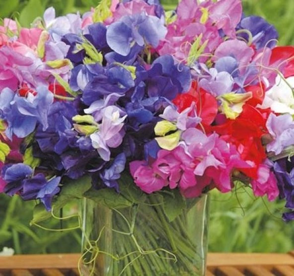 SWEET PEA *KARIŞIK RENKLİ YOĞUN KOKULU ÇİÇEK - 2