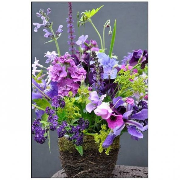 SWEET PEA TOHUMU+SAKSI+TOPRAK ürün görseli 1