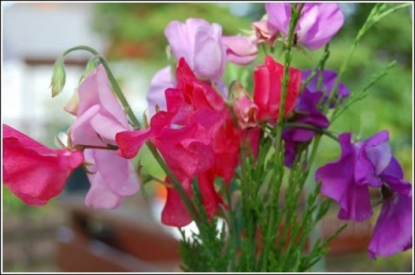 SWEET PEA TOHUMU+SAKSI+TOPRAK - Resim 2